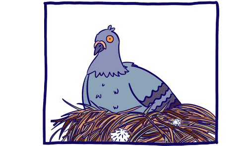 pigeon in nest